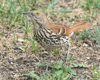 Brown Thrasher. Photo  © Shelley Banks, all rights reserved.