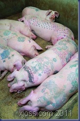 tattoos-on-pigs13