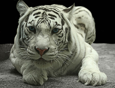 White Tiger Wallpapers 07
