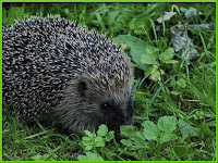 Hedgehog Atelerix Albiventris Pictures