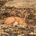 Safari Day 5. Bongani Mountain Lodge