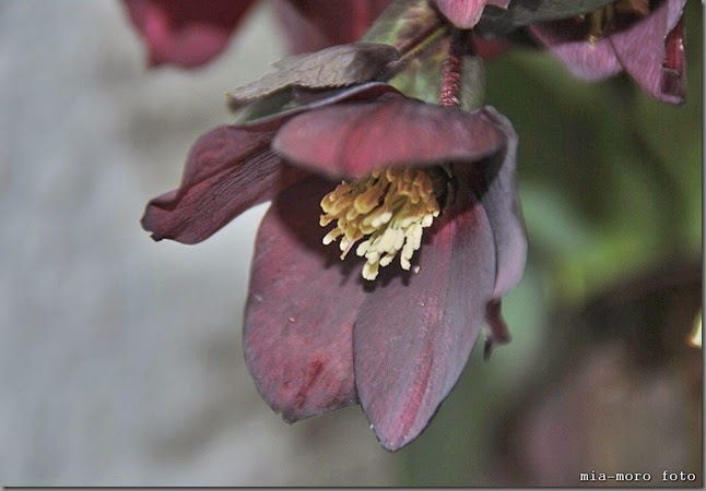 helleborum1