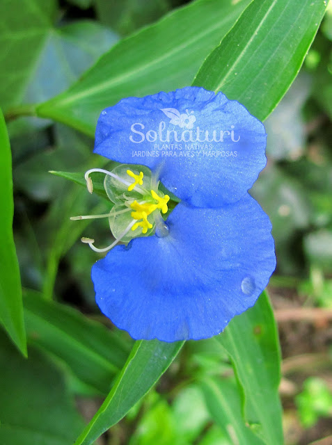 Commelina erecta  Santa Lucía