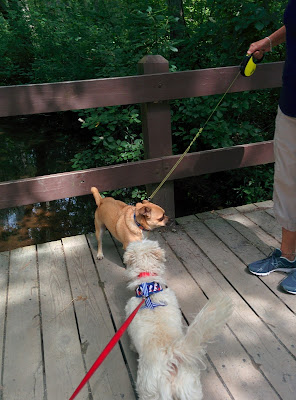 An outing in a dog friendly park like Belmont Lake State Park on Long Island are great socialization opportunities for dogs!