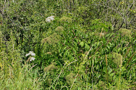 Hogweed? Angelica? Cow Parsley?