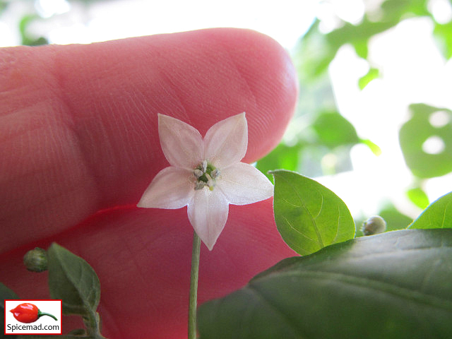 Cappuccino Chiltepin Flower - 26th July 2022