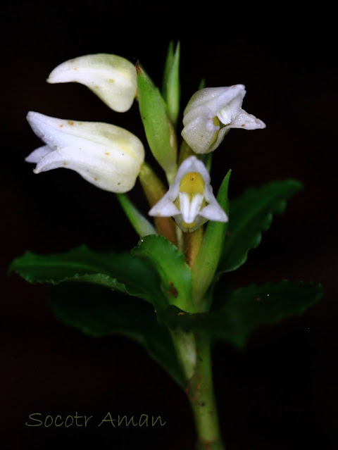 Goodyera foliosa