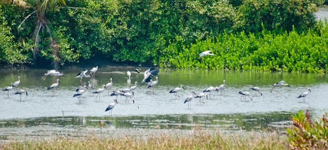 bird sanctuary