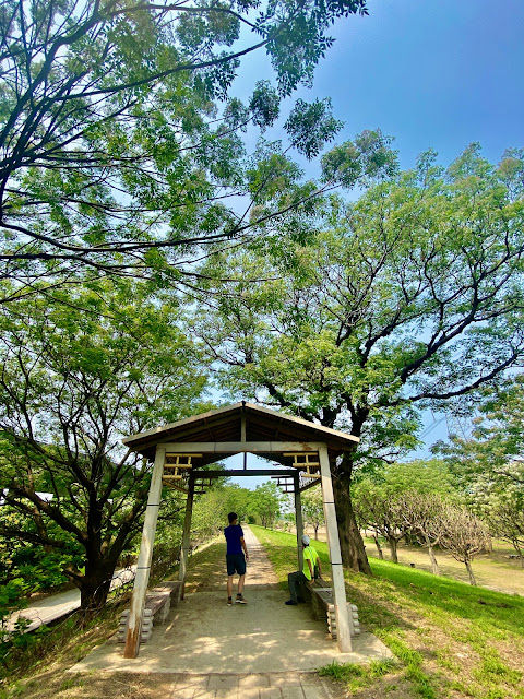 大肚溪堤岸步道苦揀花