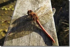 Common Darter