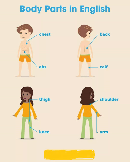 Body Parts in English vocabulary