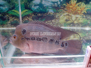 jual ikan hias, jual louhan klasik