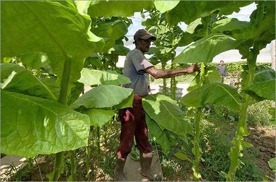 tobacco-news