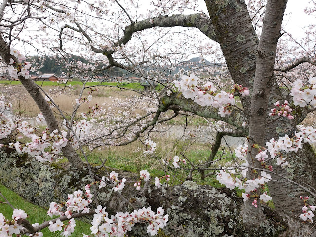 鳥取県西伯郡南部町法勝寺　八分咲きの桜