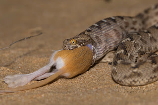 Saw-scaled Viper