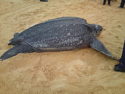 Penyu Belimbing mendarat di Rantau Abang, Terengganu