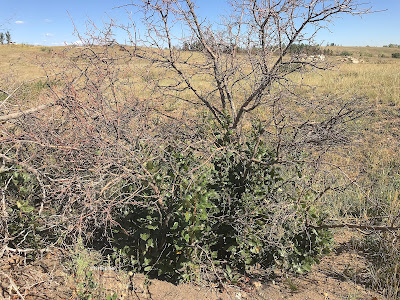 Rhus trilobata, three-leaf sumac