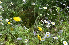 Wildflowers fill the desert