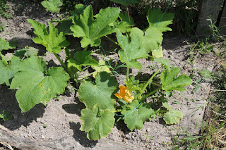 Courgettes