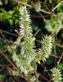 Female goat willow catkins on Hayes Common, 2 April 2011