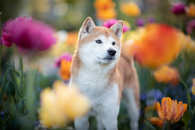 A Shiba Inu stands in a field of colourful spring flowers