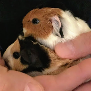 Two newborn baby guinea pigs. A tricolor Abyssinian is named George, and a tricolor American guinea pig is named Gemmie.