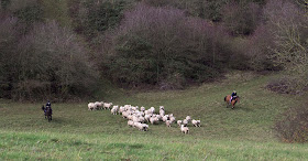 Herding sheep on horseback.  The valley behind Leaves Green, 3 December 2011.
