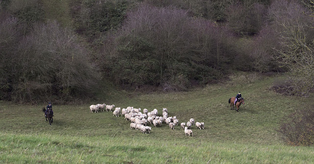 Herding sheep on horseback.  The valley behind Leaves Green, 3 December 2011.