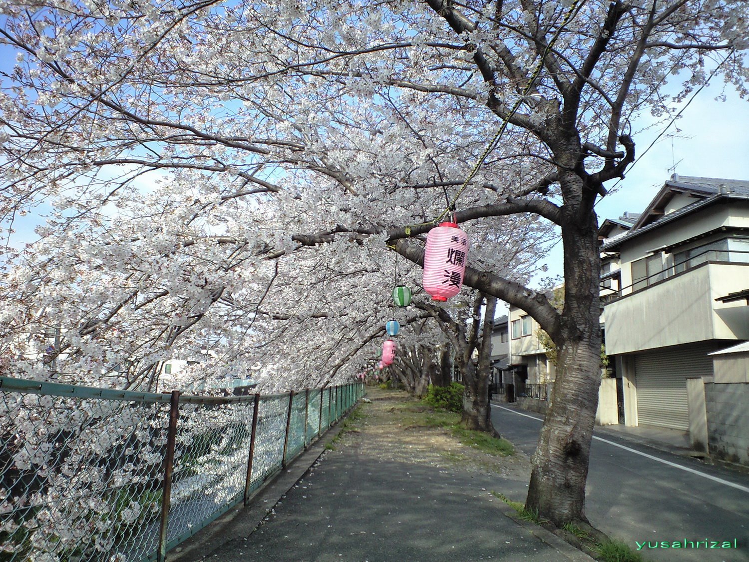 Pecinta Bunga Bunga Sakura