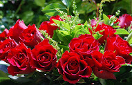 20+ Inilah Gambar Bunga Rose