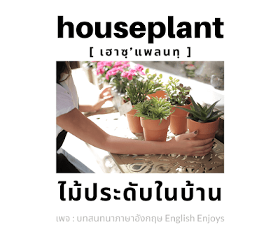houseplant - ไม้ประดับในบ้าน