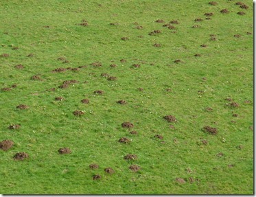 5 trouble with moles below edstone