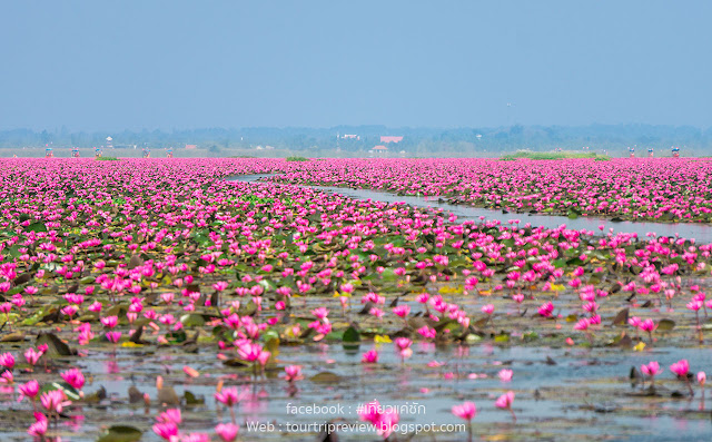 ทะเลบัวแดง หนองหาน อุดรธานี