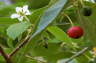 Atasi Asam Urat Dengan Herbal