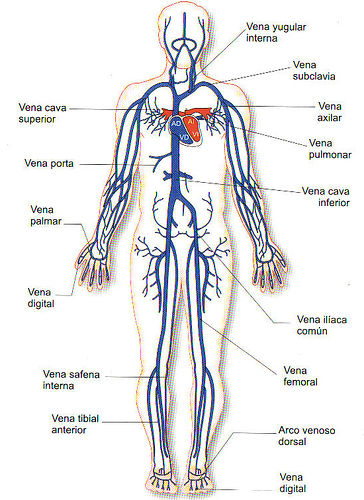 partes del corazon. partes del corazon.