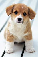 choosing puppy dog training