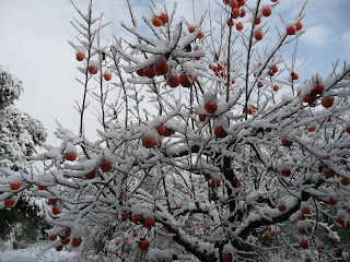 Cachi (Diospyros kaki) albero di origine giapponese molto diffuso in Italia. Zuti kuglasti plodovi listopadnog stabla veoma rasprostranjenog u Italiji.