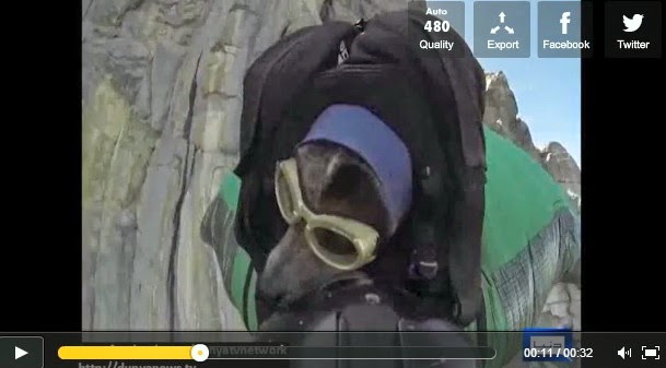 http://funkidos.com/videos-collection/amazing-videos/worlds-first-dog-wingsuit-base-jump