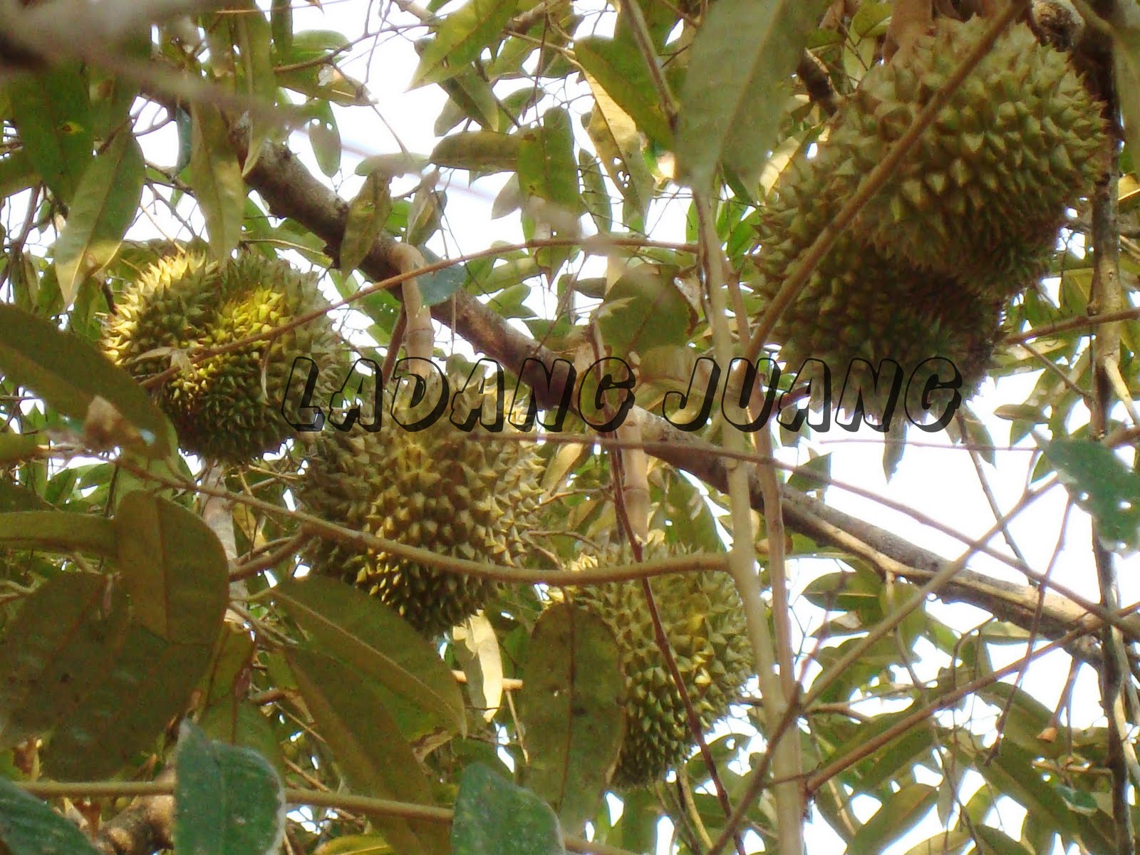 Cara Menanam Pokok Durian Belanda | tanamanbaru