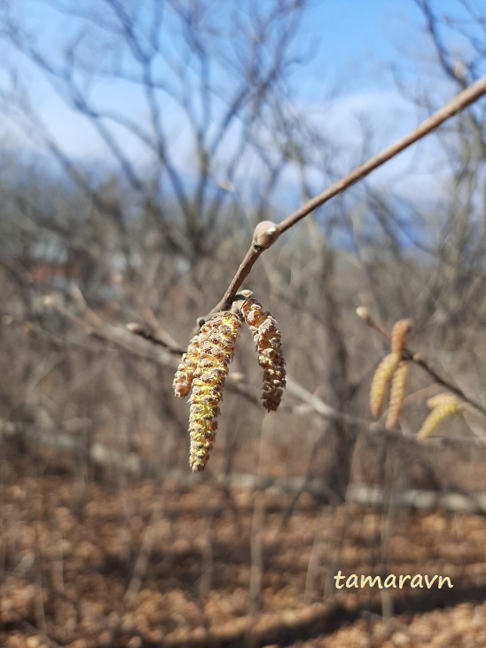 Лещина разнолистная / Орешник разнолистный (Corylus heterophylla)