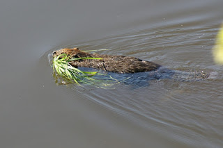 Castor du Canada - Castor canadensis