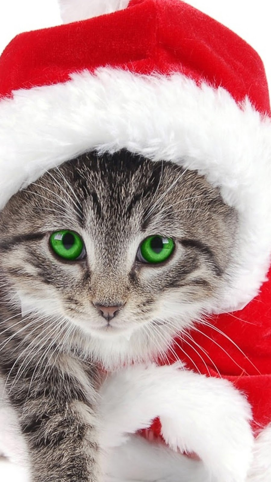 Android Wallpaper Kucing Busana Christmas