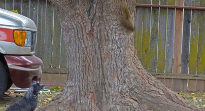 Juvinelle Squirrel coming down the tree
