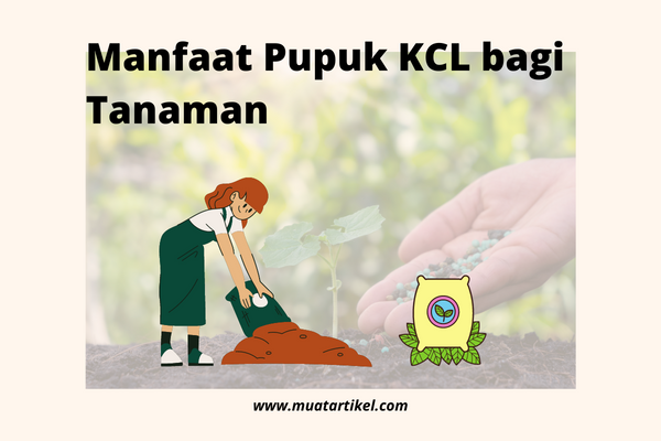 Manfaat Pupuk KCL