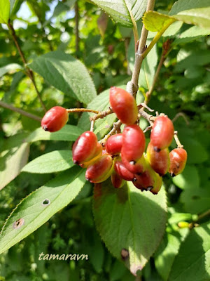 Калина буреинская (Viburnum burejaeticum)