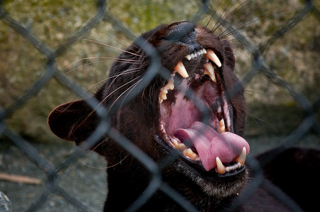 ShukerNature: THE TRUTH ABOUT BLACK PUMAS - SEPARATING FACT FROM FICTION  REGARDING MELANISTIC COUGARS