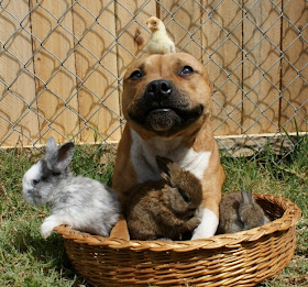 Boom the pit bull hanging out with chick and bunnies, funny pit bull pictures, animal friendships, cute bunny pictures, cute dog pictures