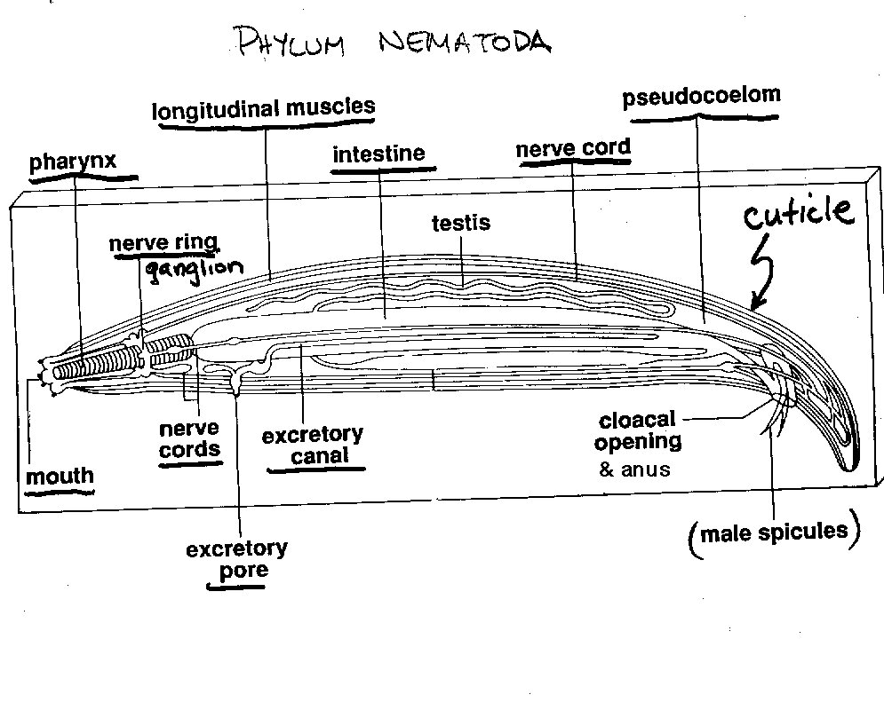 Kabel Kawan Belajar Gambar  gambar  Semua  Animalia Sesi 2