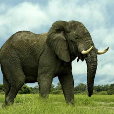 Foto Foto Binatang Gambar  Gajah