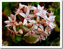 040 Blommies